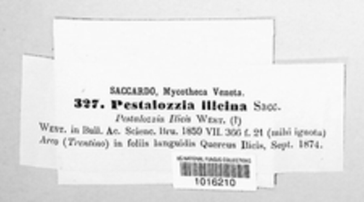 Monochaetia ilicina image